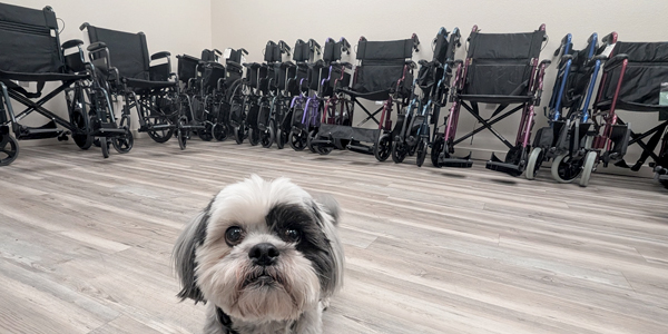 Room filled with wheelchairs and transport chairs with a dog in front
